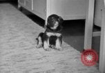 Image of puppies Berchtesgaden Germany, 1940, second 16 stock footage video 65675077772
