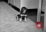 Image of puppies Berchtesgaden Germany, 1940, second 17 stock footage video 65675077772