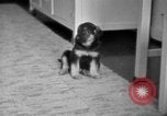 Image of puppies Berchtesgaden Germany, 1940, second 18 stock footage video 65675077772
