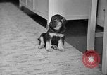 Image of puppies Berchtesgaden Germany, 1940, second 19 stock footage video 65675077772