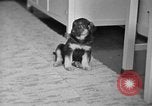 Image of puppies Berchtesgaden Germany, 1940, second 20 stock footage video 65675077772