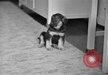 Image of puppies Berchtesgaden Germany, 1940, second 21 stock footage video 65675077772