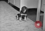 Image of puppies Berchtesgaden Germany, 1940, second 22 stock footage video 65675077772