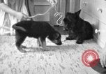 Image of puppies Berchtesgaden Germany, 1940, second 23 stock footage video 65675077772