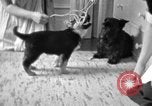 Image of puppies Berchtesgaden Germany, 1940, second 24 stock footage video 65675077772