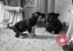 Image of puppies Berchtesgaden Germany, 1940, second 25 stock footage video 65675077772