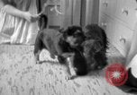 Image of puppies Berchtesgaden Germany, 1940, second 26 stock footage video 65675077772