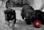 Image of puppies Berchtesgaden Germany, 1940, second 27 stock footage video 65675077772