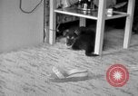 Image of puppies Berchtesgaden Germany, 1940, second 28 stock footage video 65675077772