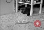 Image of puppies Berchtesgaden Germany, 1940, second 29 stock footage video 65675077772
