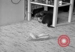 Image of puppies Berchtesgaden Germany, 1940, second 30 stock footage video 65675077772