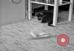 Image of puppies Berchtesgaden Germany, 1940, second 31 stock footage video 65675077772