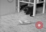Image of puppies Berchtesgaden Germany, 1940, second 32 stock footage video 65675077772
