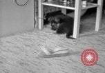 Image of puppies Berchtesgaden Germany, 1940, second 33 stock footage video 65675077772