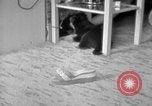 Image of puppies Berchtesgaden Germany, 1940, second 34 stock footage video 65675077772