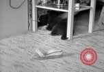Image of puppies Berchtesgaden Germany, 1940, second 35 stock footage video 65675077772