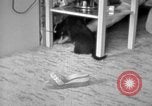 Image of puppies Berchtesgaden Germany, 1940, second 36 stock footage video 65675077772