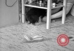 Image of puppies Berchtesgaden Germany, 1940, second 37 stock footage video 65675077772
