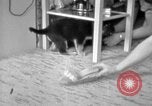 Image of puppies Berchtesgaden Germany, 1940, second 38 stock footage video 65675077772