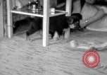 Image of puppies Berchtesgaden Germany, 1940, second 39 stock footage video 65675077772
