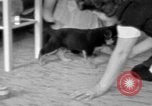 Image of puppies Berchtesgaden Germany, 1940, second 40 stock footage video 65675077772