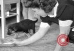 Image of puppies Berchtesgaden Germany, 1940, second 42 stock footage video 65675077772