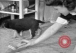 Image of puppies Berchtesgaden Germany, 1940, second 43 stock footage video 65675077772