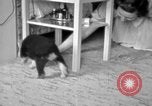 Image of puppies Berchtesgaden Germany, 1940, second 44 stock footage video 65675077772