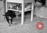 Image of puppies Berchtesgaden Germany, 1940, second 45 stock footage video 65675077772