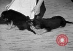 Image of puppies Berchtesgaden Germany, 1940, second 46 stock footage video 65675077772