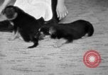 Image of puppies Berchtesgaden Germany, 1940, second 47 stock footage video 65675077772