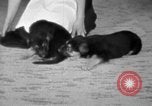 Image of puppies Berchtesgaden Germany, 1940, second 48 stock footage video 65675077772