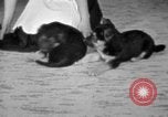 Image of puppies Berchtesgaden Germany, 1940, second 49 stock footage video 65675077772