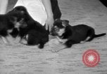 Image of puppies Berchtesgaden Germany, 1940, second 50 stock footage video 65675077772