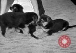 Image of puppies Berchtesgaden Germany, 1940, second 51 stock footage video 65675077772