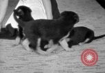 Image of puppies Berchtesgaden Germany, 1940, second 52 stock footage video 65675077772
