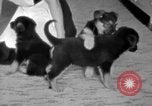 Image of puppies Berchtesgaden Germany, 1940, second 53 stock footage video 65675077772
