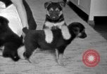 Image of puppies Berchtesgaden Germany, 1940, second 54 stock footage video 65675077772