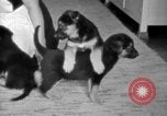 Image of puppies Berchtesgaden Germany, 1940, second 55 stock footage video 65675077772