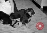 Image of puppies Berchtesgaden Germany, 1940, second 56 stock footage video 65675077772