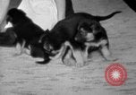 Image of puppies Berchtesgaden Germany, 1940, second 57 stock footage video 65675077772