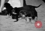 Image of puppies Berchtesgaden Germany, 1940, second 58 stock footage video 65675077772