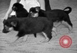 Image of puppies Berchtesgaden Germany, 1940, second 59 stock footage video 65675077772