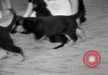 Image of puppies Berchtesgaden Germany, 1940, second 60 stock footage video 65675077772