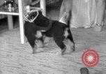 Image of puppies Berchtesgaden Germany, 1940, second 61 stock footage video 65675077772