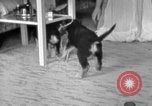 Image of puppies Berchtesgaden Germany, 1940, second 62 stock footage video 65675077772