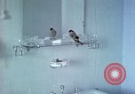 Image of bird in bathroom Berchtesgaden Germany, 1940, second 5 stock footage video 65675077773