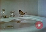 Image of bird in bathroom Berchtesgaden Germany, 1940, second 59 stock footage video 65675077773