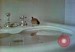 Image of bird in bathroom Berchtesgaden Germany, 1940, second 60 stock footage video 65675077773