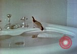 Image of bird in bathroom Berchtesgaden Germany, 1940, second 61 stock footage video 65675077773